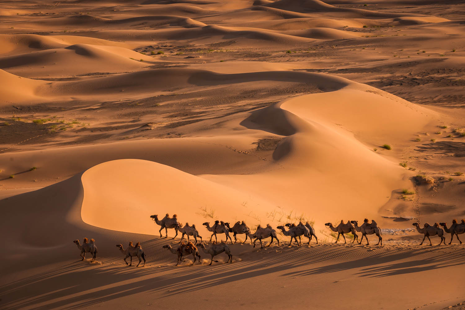 Khongor Sand Dunes