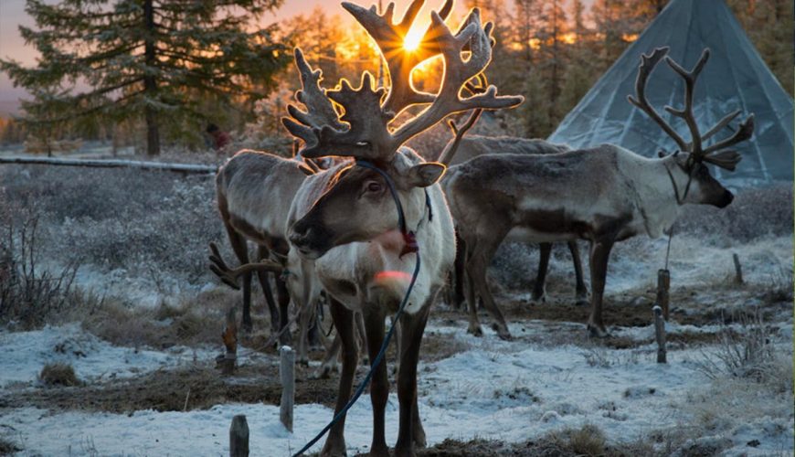 Reindeer People-Darkhad Valley