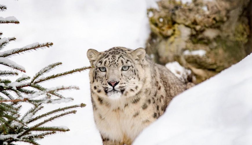 Western Mongolia Wildlife