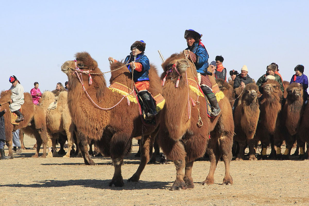 Gobi Camel Festival